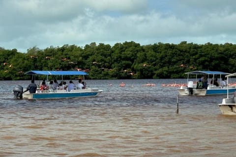 Paseo en lancha por los manglares de Celestún y playa desde Mérida — photo 6