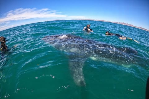Experiences with whale sharks in La Paz — photo 3