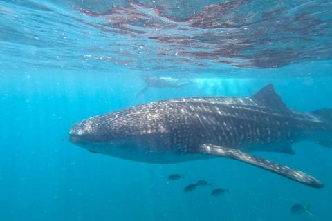 Experiences with whale sharks in La Paz — photo 4