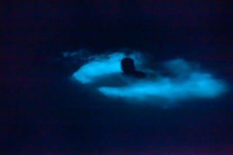 Bioluminescence et excursion locale en bateau au coucher du soleil vers le sanctuaire de Los Arcos — photo 5