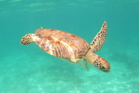 Private Tour Swim with Turtles, 2 Cenotes & Gopro — photo 1