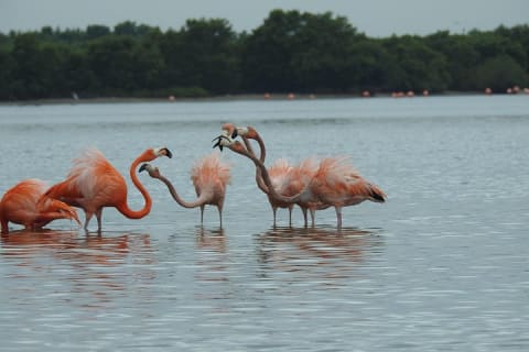 Birdwatching around Merida and coastline — photo 7