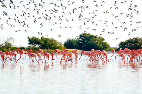 Las Coloradas Amazing Pink Lake & Rio Lagartos from Tulum — photo 5