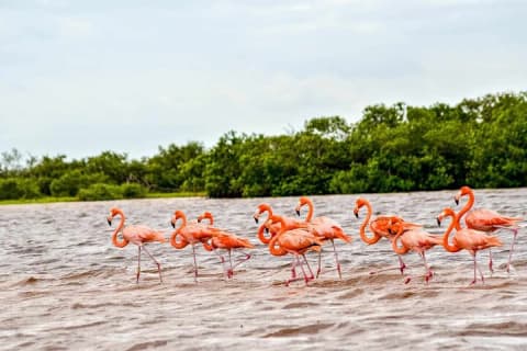 Las Coloradas Amazing Pink Lake & Rio Lagartos from Tulum — photo 2