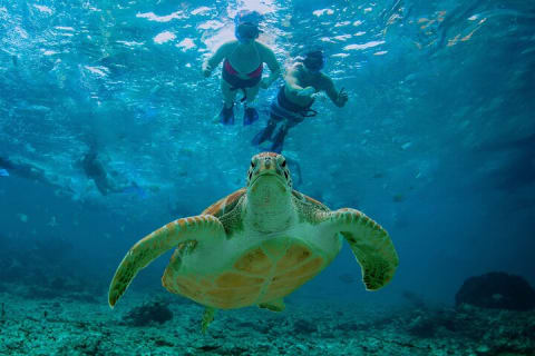 Hidden Cenote Swim: Snorkeling, Sea Turtles and Beachside Lunch — photo 2