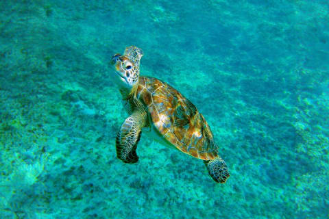 Hidden Cenote Swim: Snorkeling, Sea Turtles and Beachside Lunch — photo 7