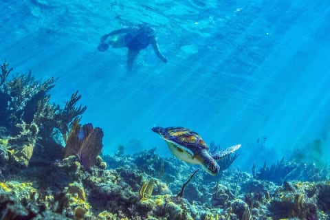 Hidden Cenote Swim: Snorkeling, Sea Turtles and Beachside Lunch — photo 8