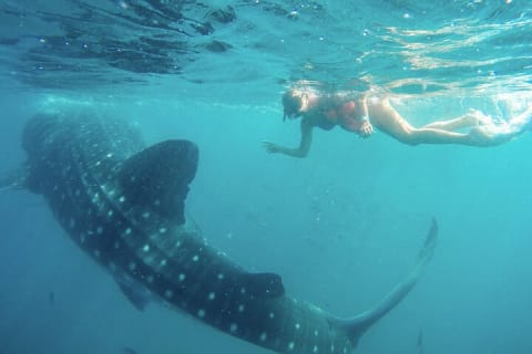 Snorkeling avec les requins-baleines à La Paz et déjeuner depuis Los Cabos — photo 13