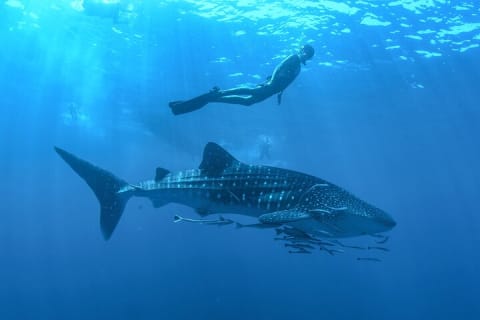 Snorkeling avec les requins-baleines à La Paz et déjeuner depuis Los Cabos — photo 14