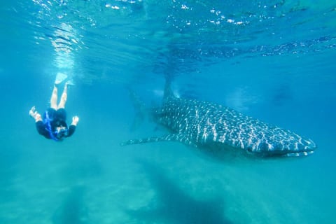Snorkeling avec les requins-baleines à La Paz et déjeuner depuis Los Cabos — photo 1