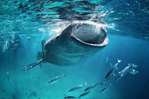 Snorkeling avec les requins-baleines à La Paz et déjeuner depuis Los Cabos — photo 5