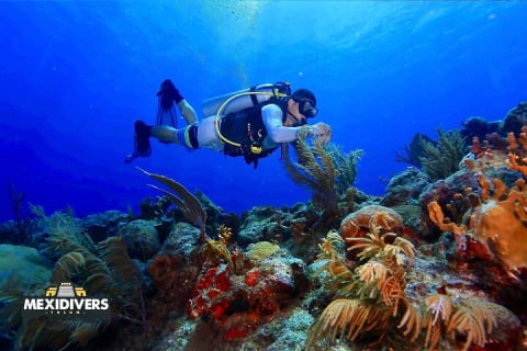 Tulum Diving (Reef) 2 Tanks — photo 2
