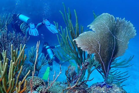 Discover Scuba Diving at Casa Cenote No Certification Needed — photo 7