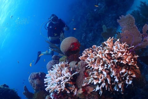 Discover Scuba Diving at Casa Cenote No Certification Needed — photo 8