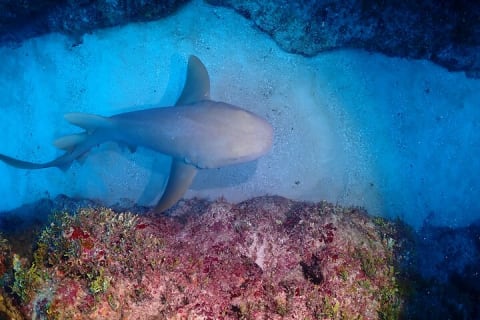Discover Scuba Diving at Casa Cenote No Certification Needed — photo 9