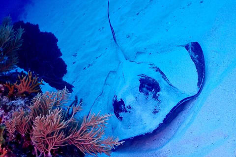 Discover Scuba Diving at Casa Cenote No Certification Needed — photo 12