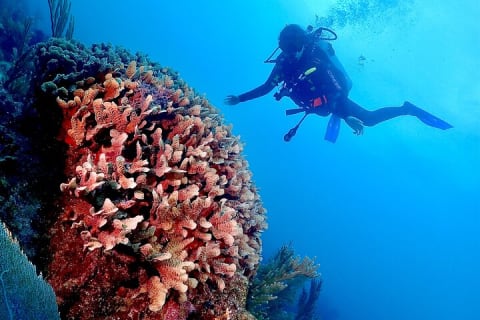 Tulum Diving (Reef) 2 Tanks — photo 5