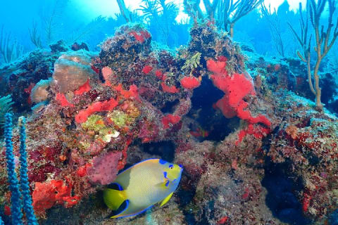 Tulum Diving (Reef) 2 Tanks — photo 6