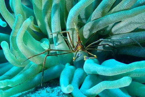 Tulum Diving (Reef) 2 Tanks — photo 9