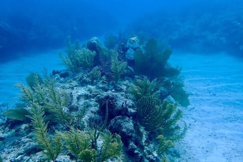 Tulum Diving (Reef) 2 Tanks — photo 12