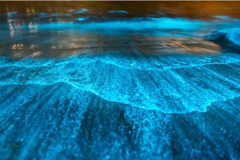 Bioluminescence by Kayak or SUP to Los Arcos, Puerto Vallarta — photo 1