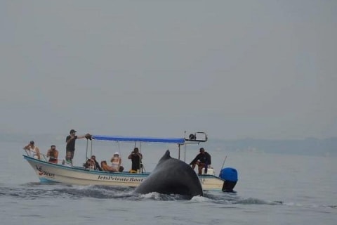 Avistamiento privado de ballenas en Puerto Vallarta de 3 horas — photo 6