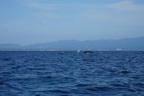 Avistamiento privado de ballenas en Puerto Vallarta de 3 horas — photo 14