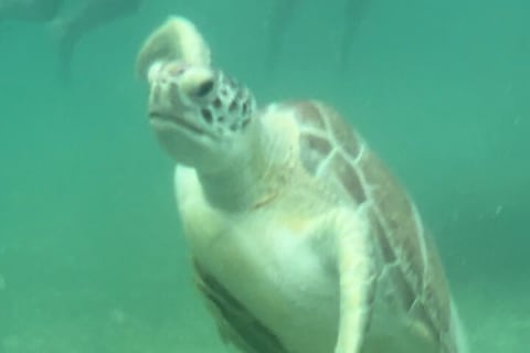 Private VW Beetle Tour Swim with Turtles, Visit Tulum Ruins&Town — photo 2