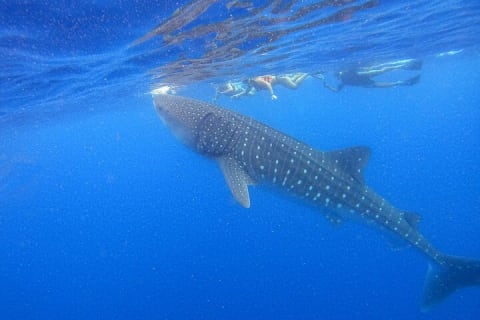 Whale Shark Group Adventure from Isla Holbox — photo 1