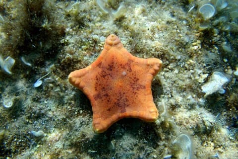 Amazing snorkeling full-day tour to Cozumel Cielo Starfish Reef — photo 4