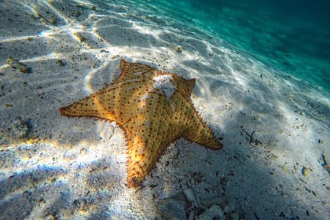 Amazing snorkeling full-day tour to Cozumel Cielo Starfish Reef — photo 1