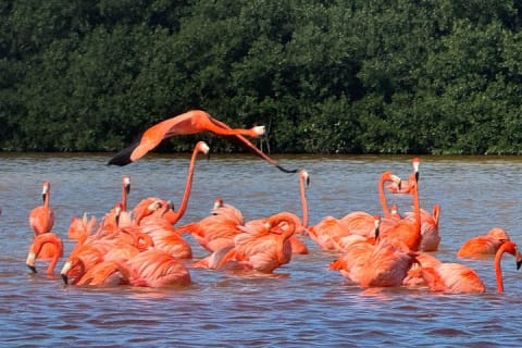 Paseo en lancha por los manglares de Celestún y playa desde Mérida — photo 15