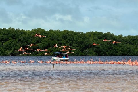 Paseo en lancha por los manglares de Celestún y playa desde Mérida — photo 7