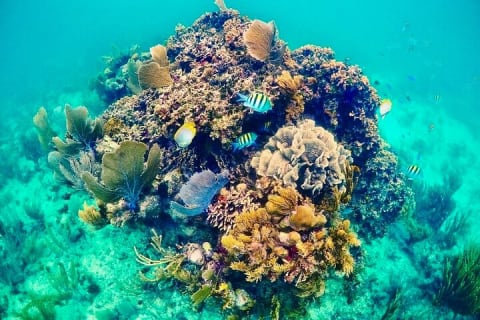 Private Tour Reefs and Corals Puerto Morelos Snorkel Lunch — photo 4