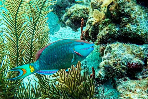 Private Tour Reefs and Corals Puerto Morelos Snorkel Lunch — photo 5