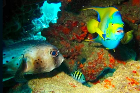Private Tour Reefs and Corals Puerto Morelos Snorkel Lunch — photo 6