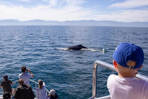 Whale Watching Cruise In Puerto Vallarta & Nuevo Vallarta — photo 13