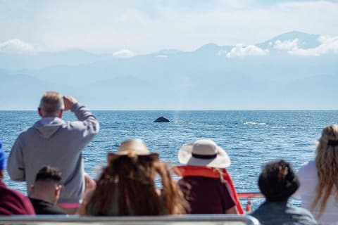 Whale Watching Cruise In Puerto Vallarta & Nuevo Vallarta — photo 5
