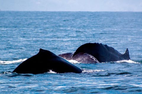 Whale Watching Cruise In Puerto Vallarta & Nuevo Vallarta — photo 14