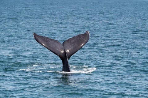 Whale Watching Cruise In Puerto Vallarta & Nuevo Vallarta — photo 15