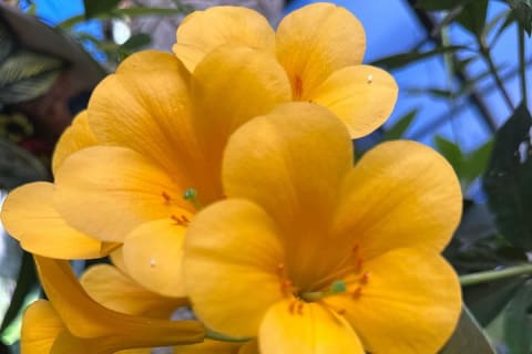 Visite d'une demi-journée du Jardin botanique de Puerto Vallarta — photo 5