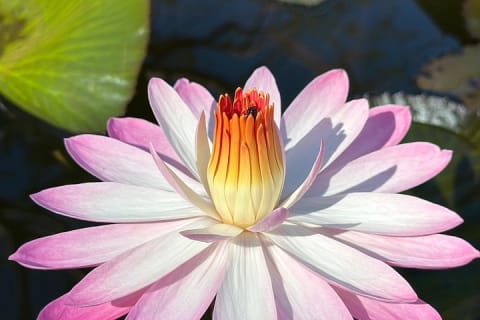 Visite d'une demi-journée du Jardin botanique de Puerto Vallarta — photo 6