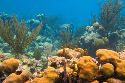 Turtles and Two Cenotes — photo 1