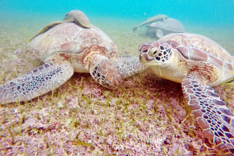 Turtles and Two Cenotes — photo 3