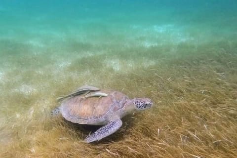 Full Day Tulum Paradise Beach — photo 5