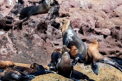 Excursion à l'île Espiritu Santo et à Balandra — photo 14