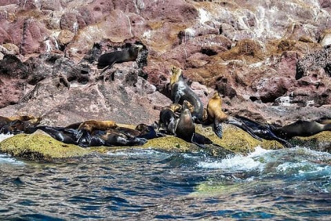 Excursion à l'île Espiritu Santo et à Balandra — photo 15