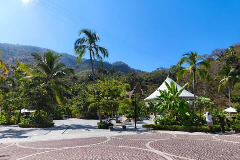 Private Tour of Puerto Vallarta and the Subtropical Forest — photo 15