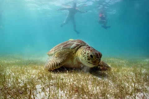 Swim with Turtles in Akumal, Cenote and Tulum Ruins Tour — photo 1