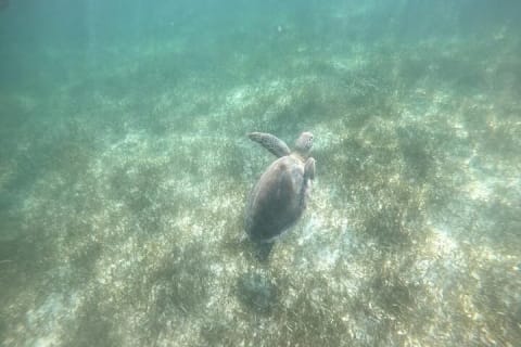 Swim with Turtles in Akumal, Cenote and Tulum Ruins Tour — photo 2